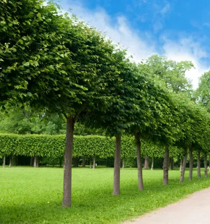 Professionelle Garten- und Landschaftspflege in Idar-Oberstein