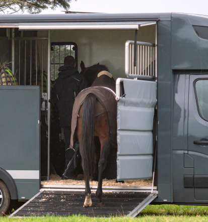 Guter Pferdetransport vom Profi Brandenburg