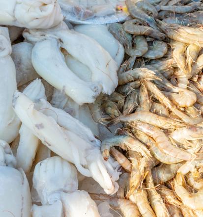 Premium Fische Sundhagen