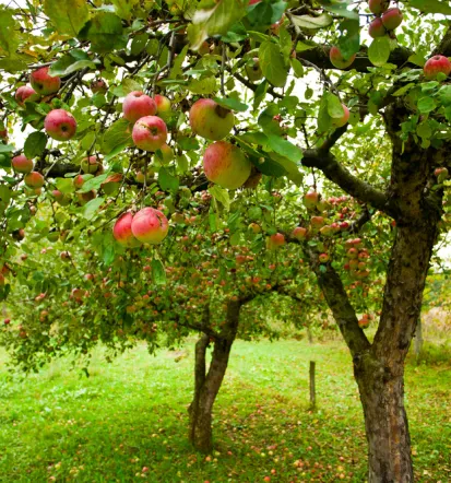 Lokales Obst und Gemüse Bad Ems