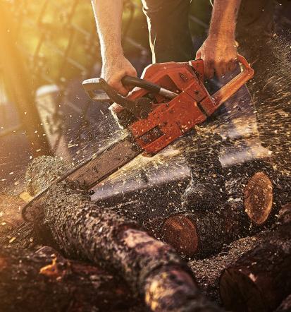 Die sichere Baumfällung in Salzgitter