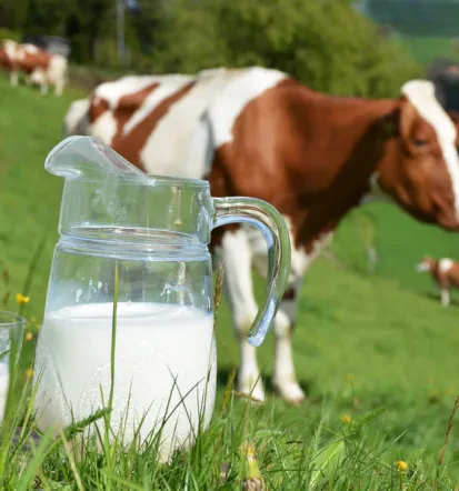 Ankauf von Milchprodukten in Rosengarten
