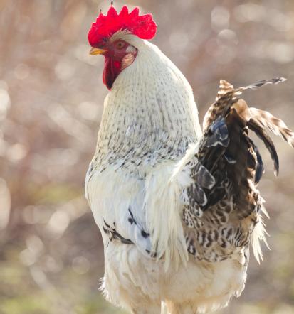 Beste Geflügelzucht und -verkauf in Werther