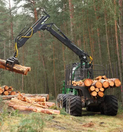 Sicherste Baumfällung in Salzgitter