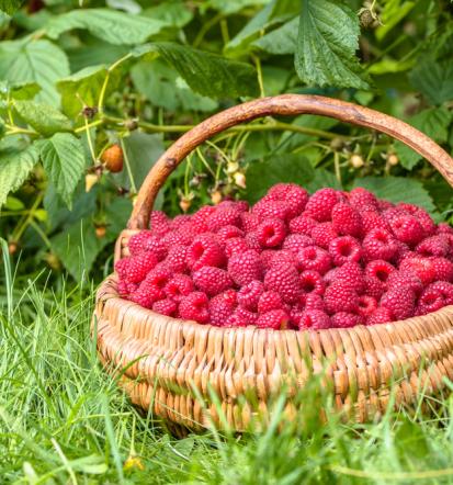 Gesundes Obst und Gemüse Bad Ems