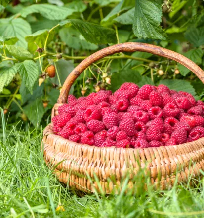Gesundes Obst und Gemüse Bad Ems
