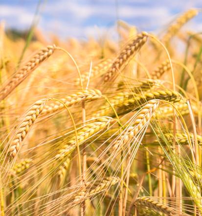 Verlässliches Bio-Laden in Edendorf