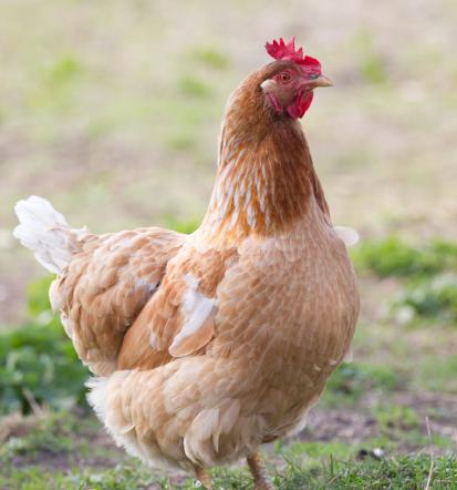 Geflügelzucht in Werther