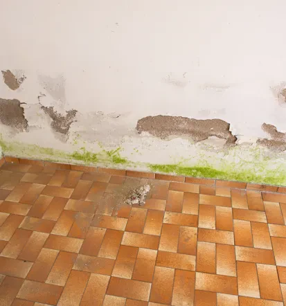 Fachgerechte Wasserschädenbeseitigung in Freudenstadt