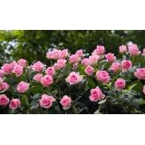 Andrej Kechter Garten- und Landschaftsbau