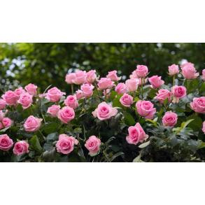 Andrej Kechter Garten- und Landschaftsbau