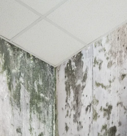 Bester Wasserschaden-Notrufservice Gröbenzell, München