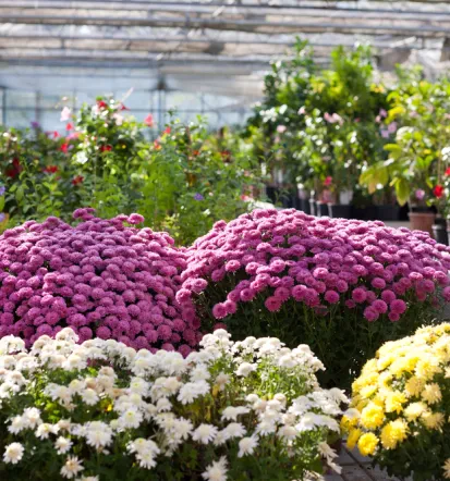 Professionelle Gartenpflege in Mannheim und Umgebung
