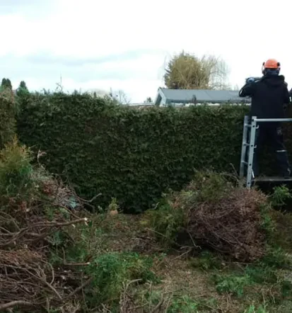 Rasen mähen, Baumpflege und  Hecken schneiden Staßfurt