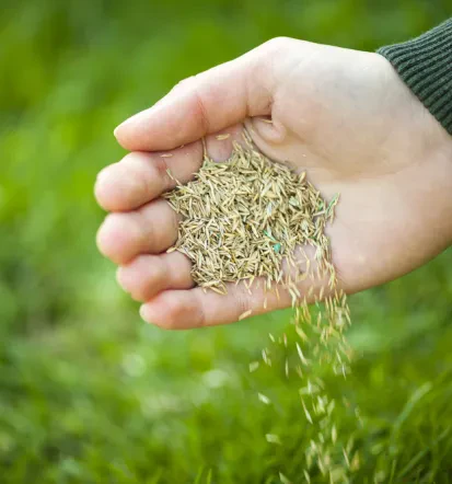 Entrümpelung und Gartenpflege, günstiger Rasenmäher-Service Kaiserslautern