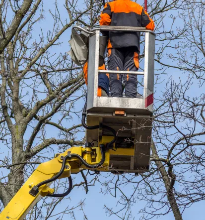 Günstige Baumkronenpflege in Waiblingen und Rems-Murr-Kreis