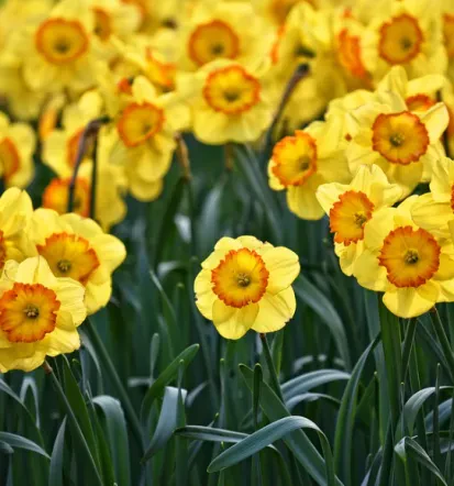 Hochwertige Gartenpflege im Main-Kinzig-Kreis