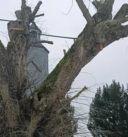 Günstige Baumpflege und Baumfällungen in Nuthe-Urstromtal und Umgebung