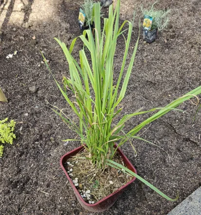 Die beste Gartenpflege Rheinland-Pfalz