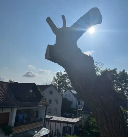Guter Baumservice in Erlangen-Höchststadt