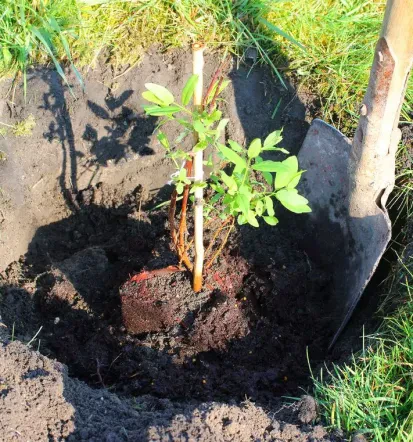 Guter Gartenservice für Kronenpflege in Berlin-Rudow und Umgebung