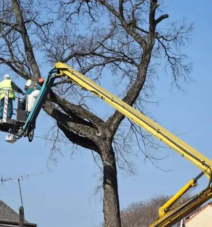 Professioneller Gartenservice für Baumpflege in Berlin-Rudow und Umgebung