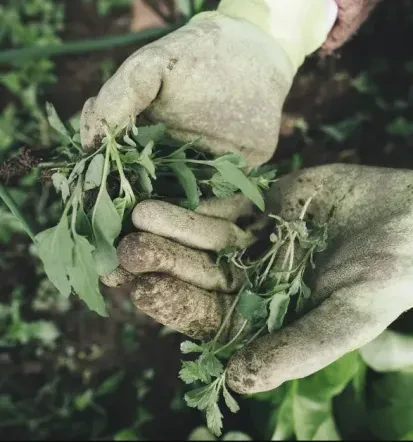 Profis für Gartenbau und PV-Anlagen Montage in Wörth an der Donau
