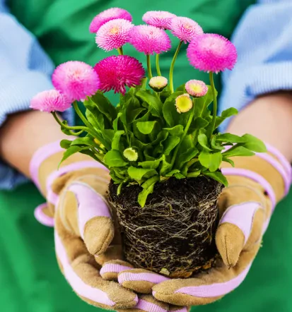 Blumenpflanzung für gepflegte Gärten in Oberdreis Westerwald