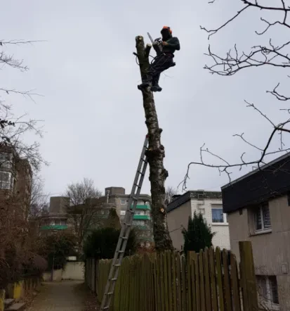 Dichte Rasenflächen mit dem besten Gärtner in Hilden und Umgebung