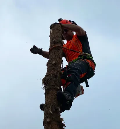 Professionelle Baumfällung mit Seilklettertechnik
