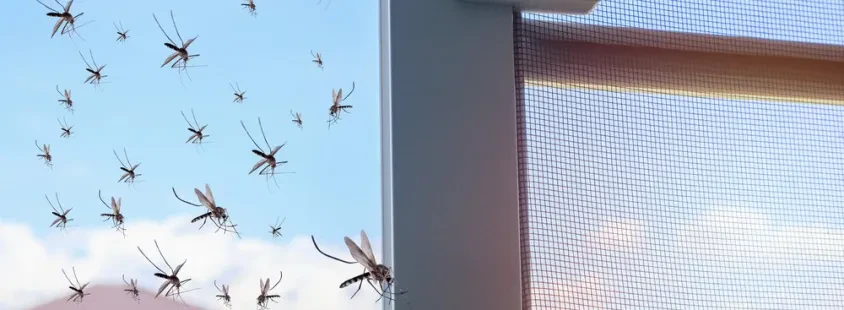 Professionelle Insektenschutz Montage Trier