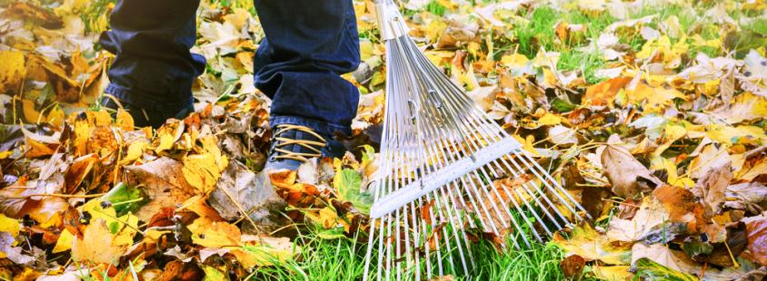 Bester Anbieter für Gartenentrümpelung in Colmar und Freiburg im Breisgau