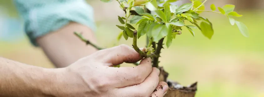 Günstige Gartenarbeit in Witten