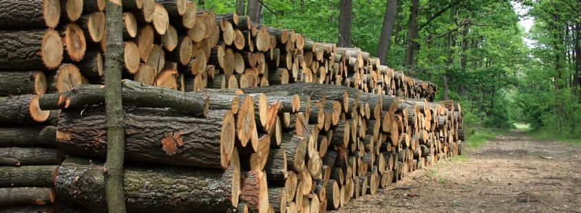 Sichere Baumfällung in Salzgitter