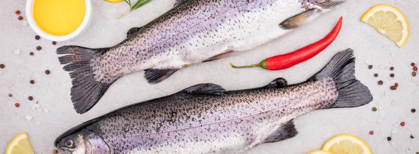 Top-Fische in Mölschow und Umgebung