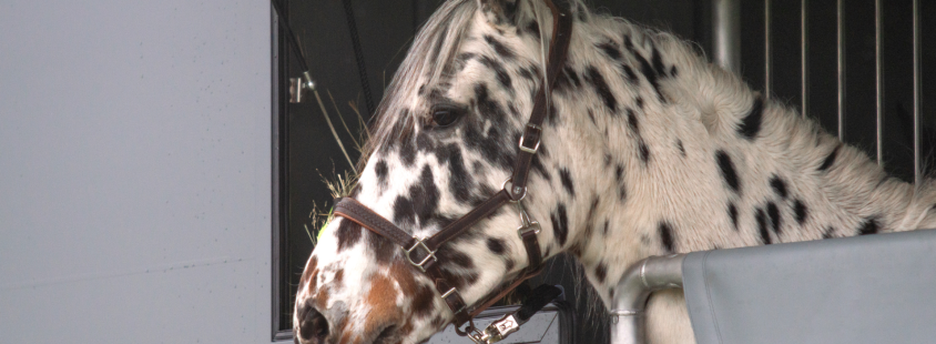 Pferdetransport vom Profi Brandenburg
