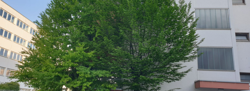 Professionelle Baumpflege und Baumfällung in Konstanz