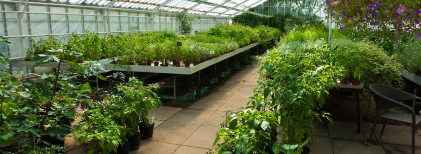 Professionelle Gewächshausverglasung deutschlandweit