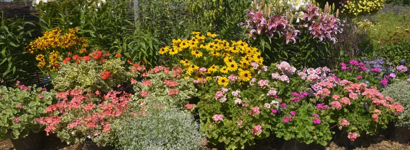 Professionelle Gartenpflege im Main-Kinzig-Kreis