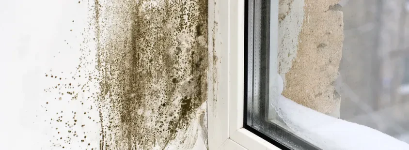 Effektive Schimmelsanierungen in Tuttlingen und Wehingen