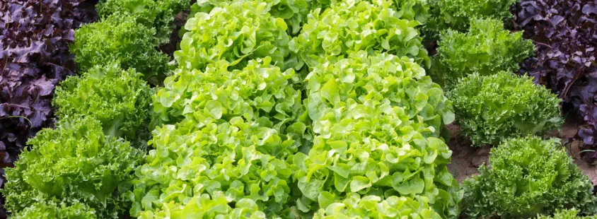 Professionelle Garten- und Landschatfspflege in Waibstadt