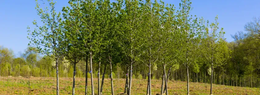 Günstiger Gartenservice für Baumpflege in Berlin-Rudow und Umgebung