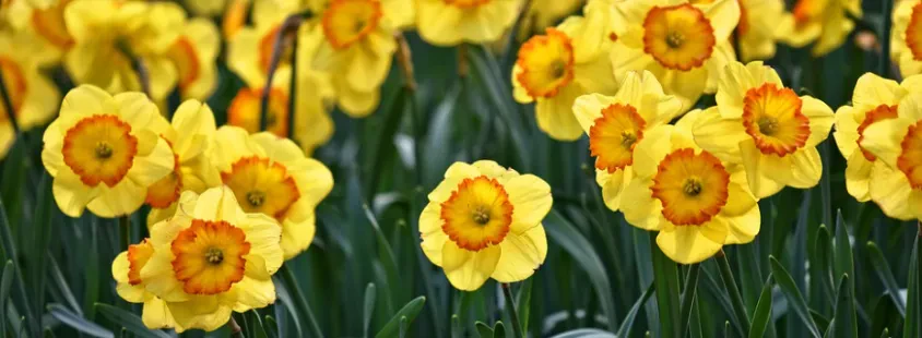Garten- und Landschaftspflege im Landkreis Cochem-Zell