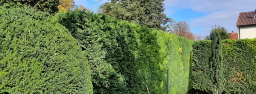 Professionelle Gartenpflege und Baumfällung in Gerolsheim