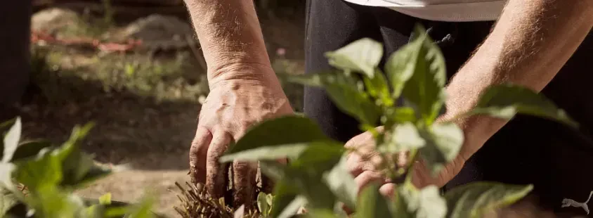 Zuverlässiger Gartenbauservice und PV-Montage in Wörth an der Donau