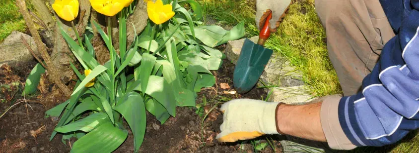 Umfassender Gartenbauservice in Neumünster, hamburgweit
