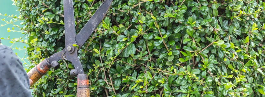 Gartenpflege für private und gewerbliche Grundstücke in Düren und Umgebung