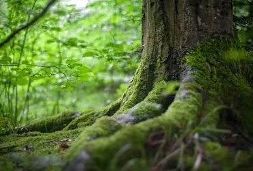 Die meistgesuchten Forstdienstleistungen und Kosten in Deutschland