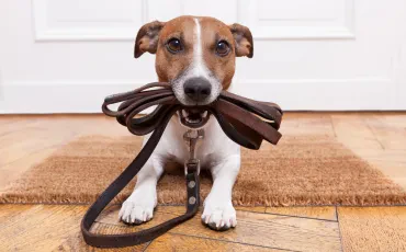 Kosten für eine Hundeschule - womit muss ich rechnen?