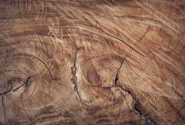 Holzverarbeitung: Alles über Holz und Preise